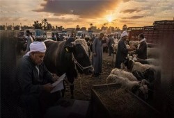 ركود أسواق الماشية يخفض البقري القائم إلى 175 جنيها ويكبد المربين 7 آلاف جنيه خسائر للرأس