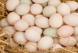 شعبة الدواجن تحذر من ارتفاع البيض مع بدء الدراسة وتنتقد غياب ضوابط السوق