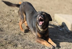 6 مصابين في هجوم كلب ضال بالجيزة والأهالي يطاردونه حتى نفوقه