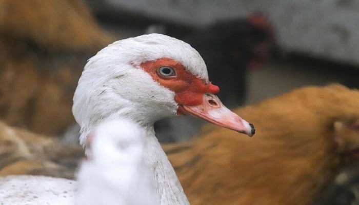 أعراض الإصابة بإنفلونزا الطيور لدى البشر