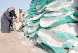 زيادة سعر الغاز تخصم 25% من حصة الأسمدة المدعمة.. ومزارعو مصر أمام طن بـ20 ألف جنيه بالسوق السوداء