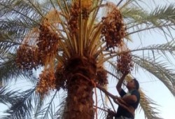 مزارعو الوادي الجديد يشكون خفض أسعار التمور قبل تدفق المحصول
