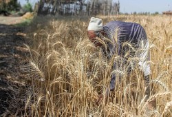 سوق واردات القمح في مصر يواجه ضغوطًا متزايدة بسبب قيود الإمدادات وارتفاع تكاليف الشحن