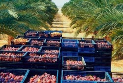 يديعوت أحرونوت || مزارعو التمور في إسرائيل يتكبدون خسائر مع إغراق السوق بالواردات المصرية