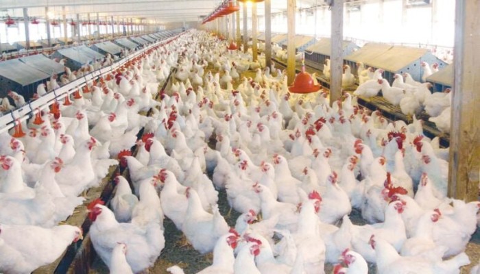 اعتماد الحكومة على الاستيراد يزيد ضغوط الغلاء ويرفع الأعلاف 20% ويهدد قطاع الدواجن