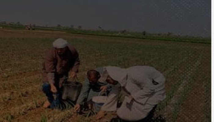 إعادة تسعير متر أراضي الإصلاح الزراعي يهدد آلاف الأسر من أصحاب «الربط القديم» بالتشريد في دمنهور
