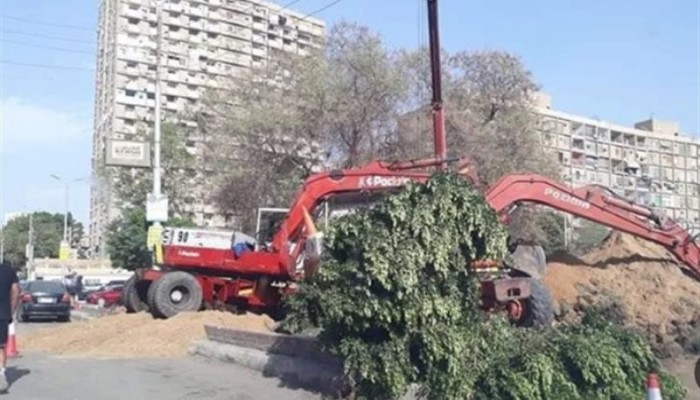مذبحة الأشجار تجتاح مدن مصر والتطوير الحكومي يحول الرئة إلى خرسانة