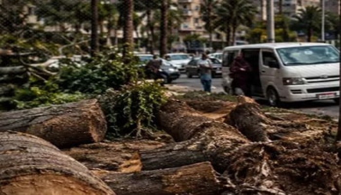 توسعة الطرق تقتلع أشجار القاهرة المعمرة.. الحكومة تهدر غطاءً أخضر عمره عقود وتواجه فشل «100 مليون شجرة» بوعود التعويض