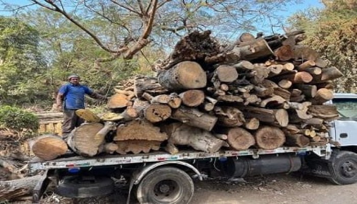 قطع أشجار مصر وتصدير الفحم لإسرائيل.. مطالبات بكشف مصير الأخشاب وحصيلة بيعها
