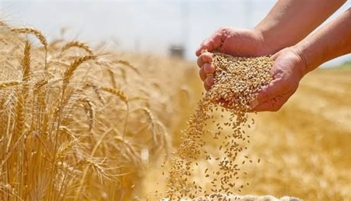 تراجع واردات القمح يهدد السوق المصري بارتفاع جديد في أسعار الدقيق والخبز