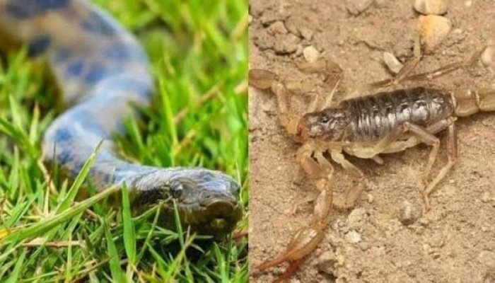 9 إصابات بلدغات العقارب والثعابين بالوادي الجديد