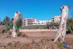 غضب في كفر الشيخ بعد قطع أشجار "إدفينا" ومطالب بالتحقيقات والمحاسبة