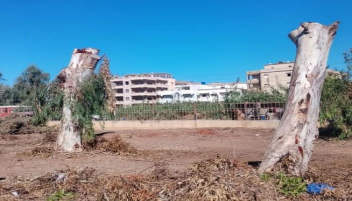 غضب في كفر الشيخ بعد قطع أشجار "إدفينا" ومطالب بالتحقيقات والمحاسبة