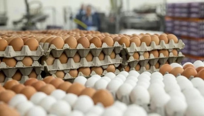 قفزة 100% في أسعار البيض خلال أسبوعين من 60 إلى 135 جنيهًا وخروج المربين يُحوّل بداية الدراسة إلى موجة غلاء جديدة