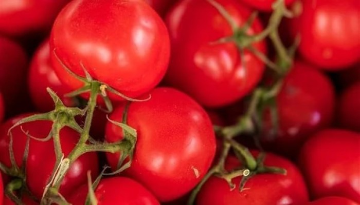 سوسة الطماطم تحاصر مزارعي مصر بين انهيار الإنتاج ومقاومة المبيدات وفوضى الأسعار