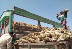 مصانع السكر تتعاقد مع مستقبل مصر وتوقف عقود صغار مزارعي البنجر