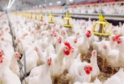 الدواجن تقفز 17 جنيهًا والخضراوات تلاحقها بالغلاء