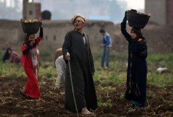 أزمة الأسمدة في مصر.. حصص ناقصة وبيع مصانع وغلاء يهدد المزارعين قبل الشتاء