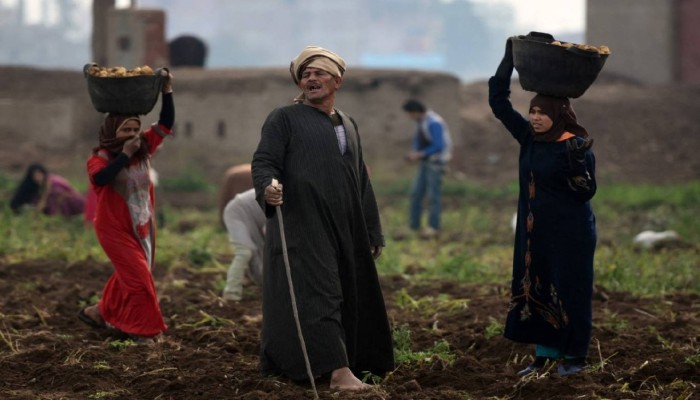أزمة الأسمدة في مصر.. حصص ناقصة وبيع مصانع وغلاء يهدد المزارعين قبل الشتاء