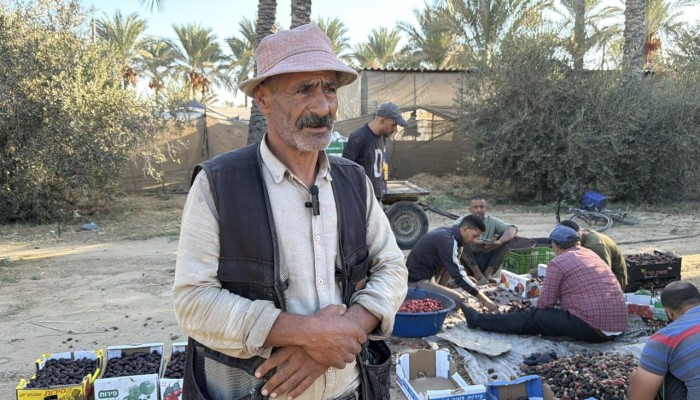 الحرب الصهيونية على غزة تبيد بساتين النخيل وتكبد القطاع الزراعي خسائر بمليارات الدولارات