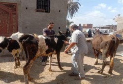 بعد 20 عاما من وقف تكليف الأطباء البيطريين.. المجازر تعمل بـ 15% من طاقتها و 90% من الوحدات خاوية