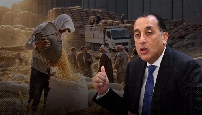 خفض تسعير توريد القمح رغم ارتفاع التقاوي والسماد والوقود حرقٌ متعمدٌ للزراعة المصرية