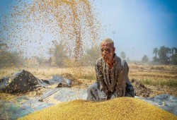 غضب مزارعي المحافظات من أسعار توريد القمح ومطالب برفعها إلى 3000 جنيه