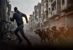 الكلاب الضالة تحبس أطفال ميت البيضا في المنازل.. رعب بالمنوفية يوقف المدارس ويعطل الأرزاق