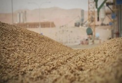 منظومة التخزين البدائية تفضح شعارات تطوير الزراعة وتضع أمن مصر الغذائي في مهب الريح